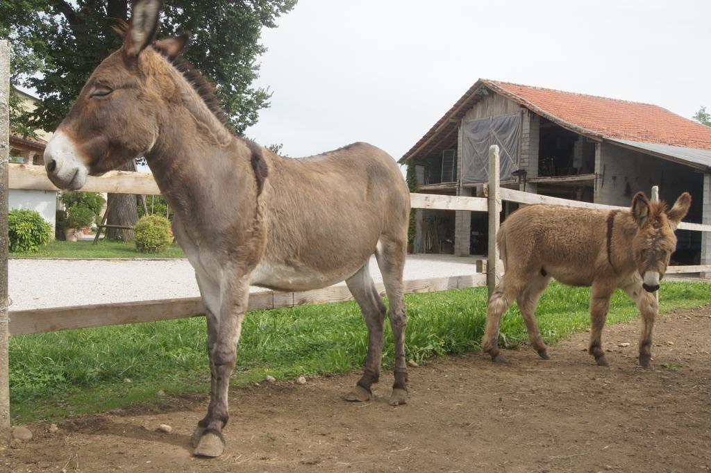 Agriturismo Richeton Gaiarine 외부 사진