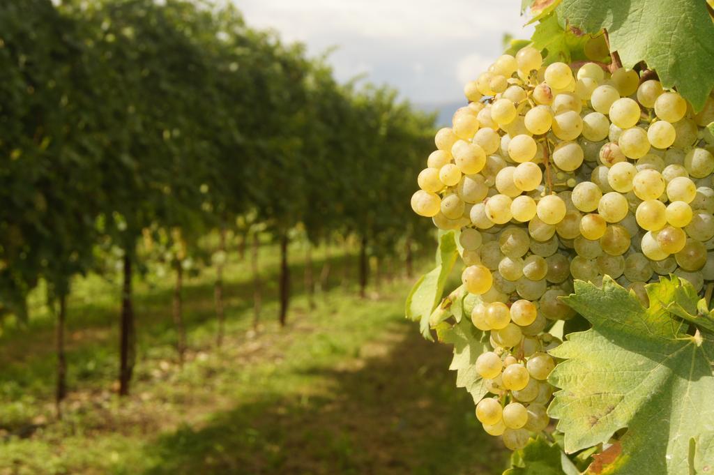 Agriturismo Richeton Gaiarine 외부 사진
